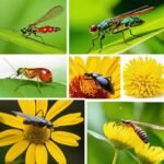 insects books. books on insects
